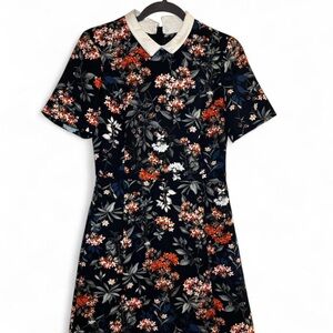 Oasis Floral Black Dress with White Collar